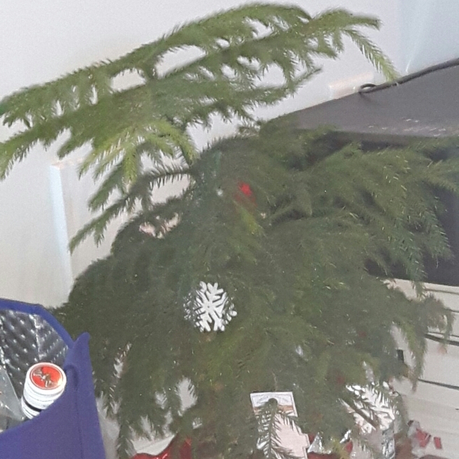 plant image 287516