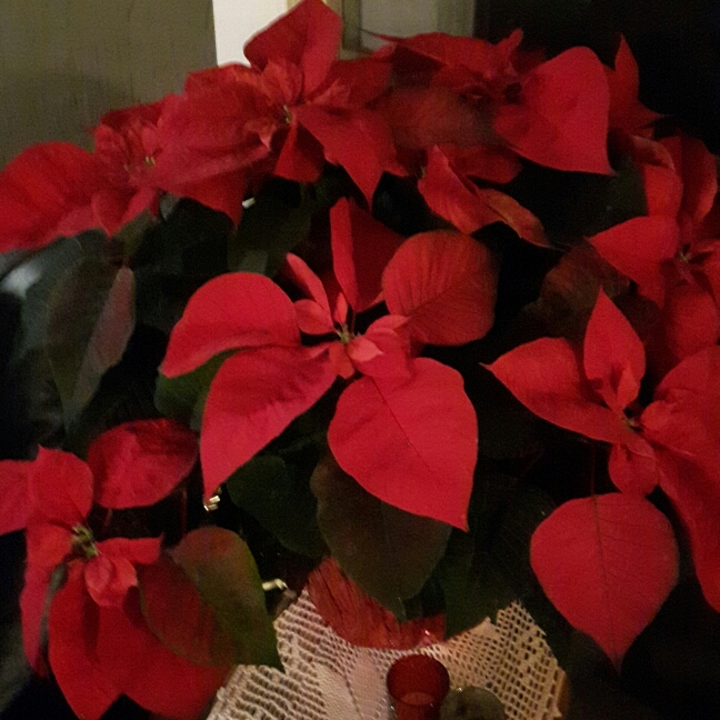 plant image 292002