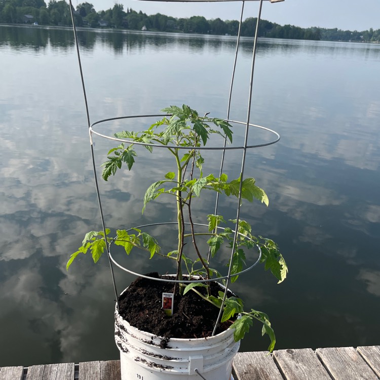 Plant image Solanum Lycopersicum 'Mortgage Lifter'