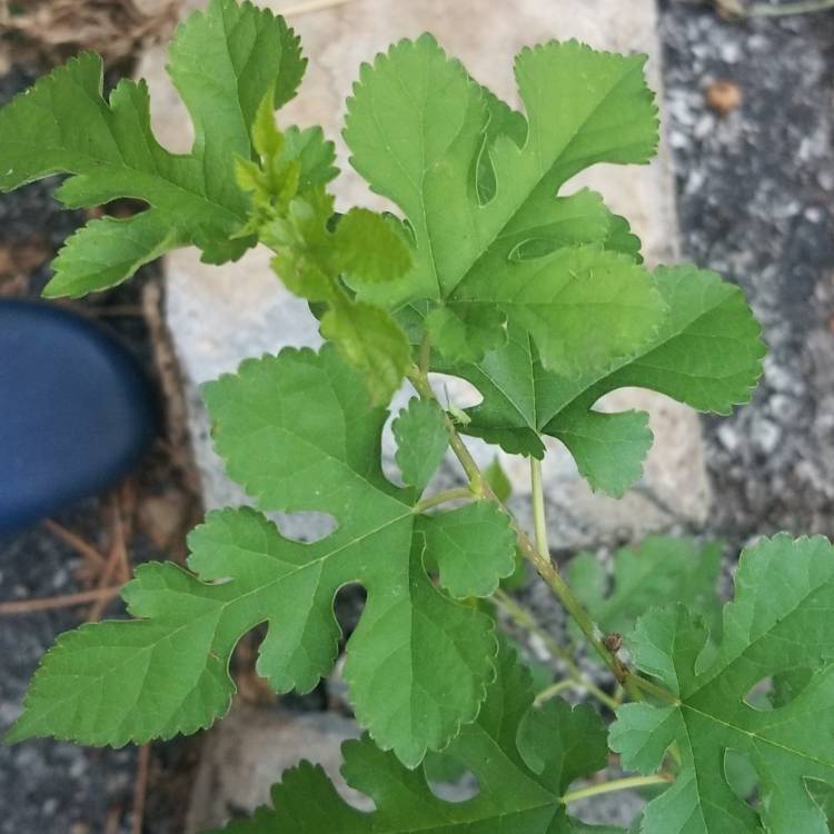 Plant image Morus Alba