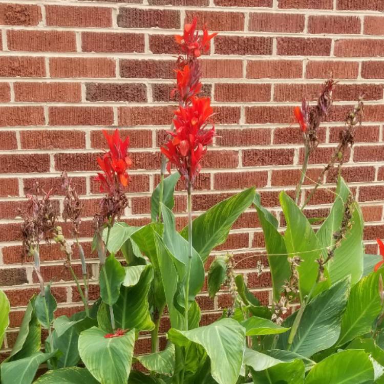 Plant image Canna indica syn. Canna discolor, Canna indica 'Edulis', Canna lanuginosa, Canna limbata, Canna 'Limbata'
