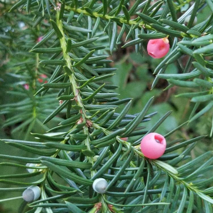 Plant image Taxus baccata