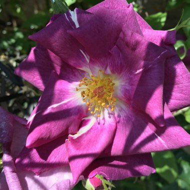 Diana's garden