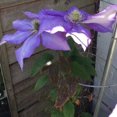 Diana's garden