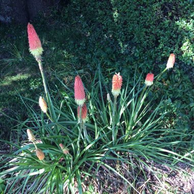 Diana's garden
