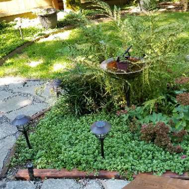 Patricia 's garden