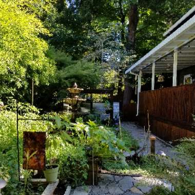 Patricia 's garden