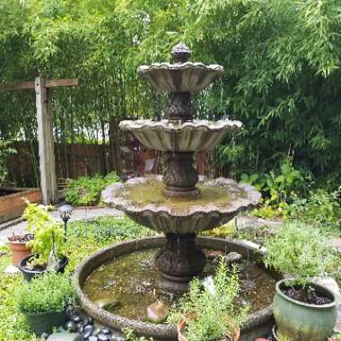 Patricia 's garden