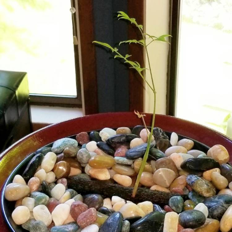 plant image 550970