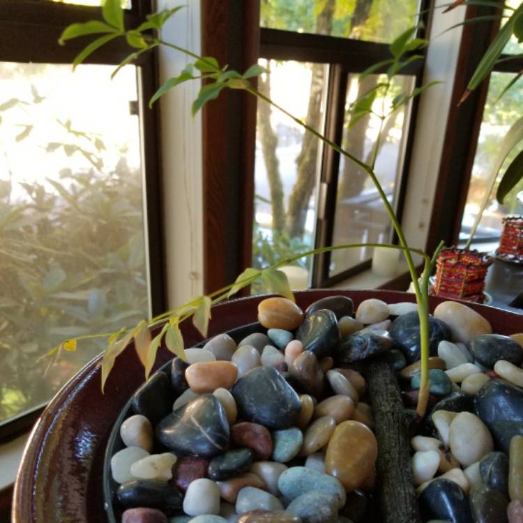 plant image 556200