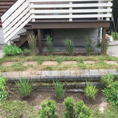 Patrick's garden