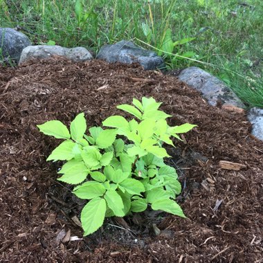 Aralia 'Sun King'