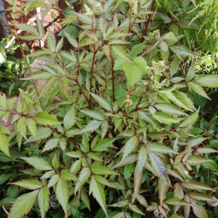 Plant image Astilbe Chinensis 'Maggie' syn  Astilbe Chinensis 'Maggie Daley'