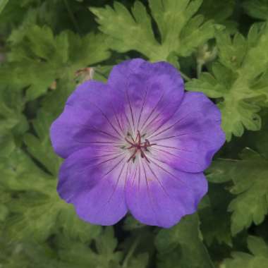 Geranium 'Gerwat' syn. Geranium 'Rozanne'