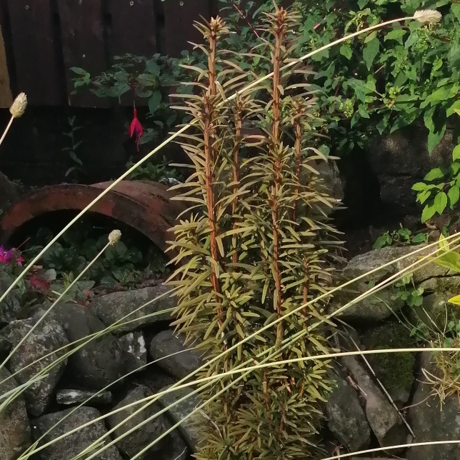 Plant image Taxus baccata 'Fastigiata'