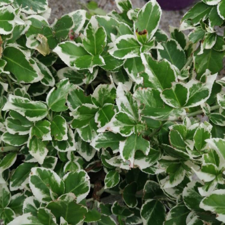 Plant image Euonymus fortunei 'Silver Queen'