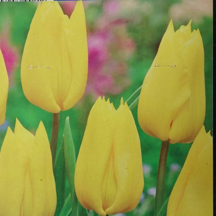 plant image 1391728