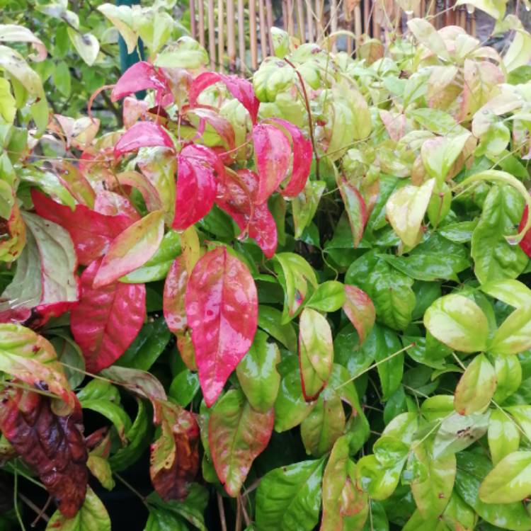 Plant image Nandina domestica 'Fire Power'