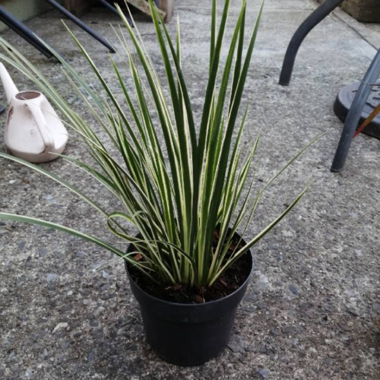 Plant image Acorus gramineus 'Variegatus'