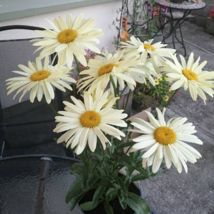 plant image 1528380