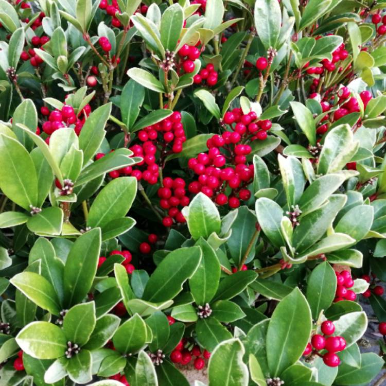 Plant image Skimmia japonica 'Temptation'