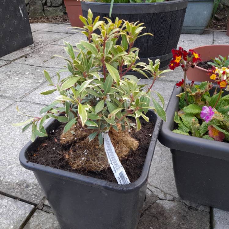 Plant image Pieris japonica 'Ppobas' syn. Pieris japonica 'Polar Passion'
