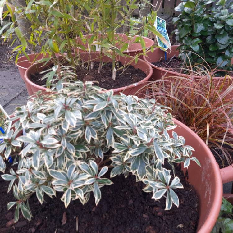 Plant image Pieris japonica