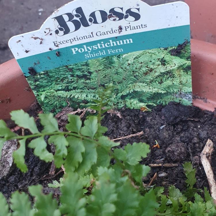 Plant image Polystichum