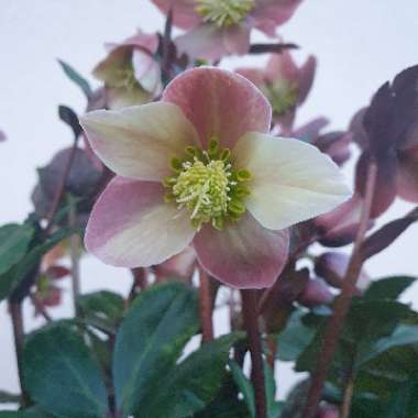 Hellebore