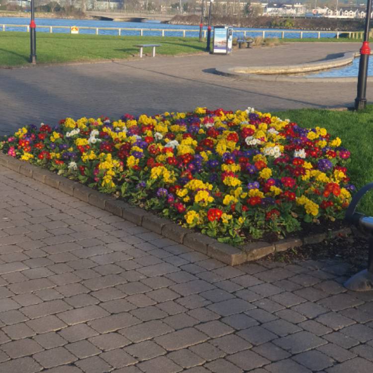 plant image 1648741