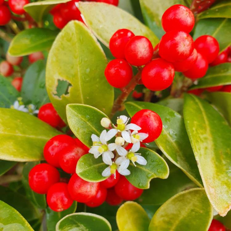 plant image 1653415