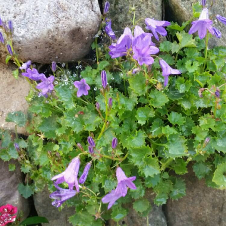 Plant image Campanula portenschlagiana 'Blue Sky'