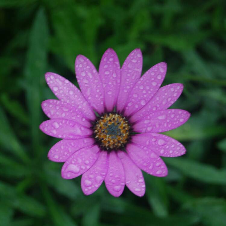 Plant image Osteospermum 'Jucundum'