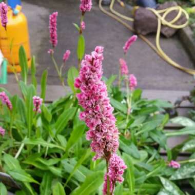 Persicaria Affinis