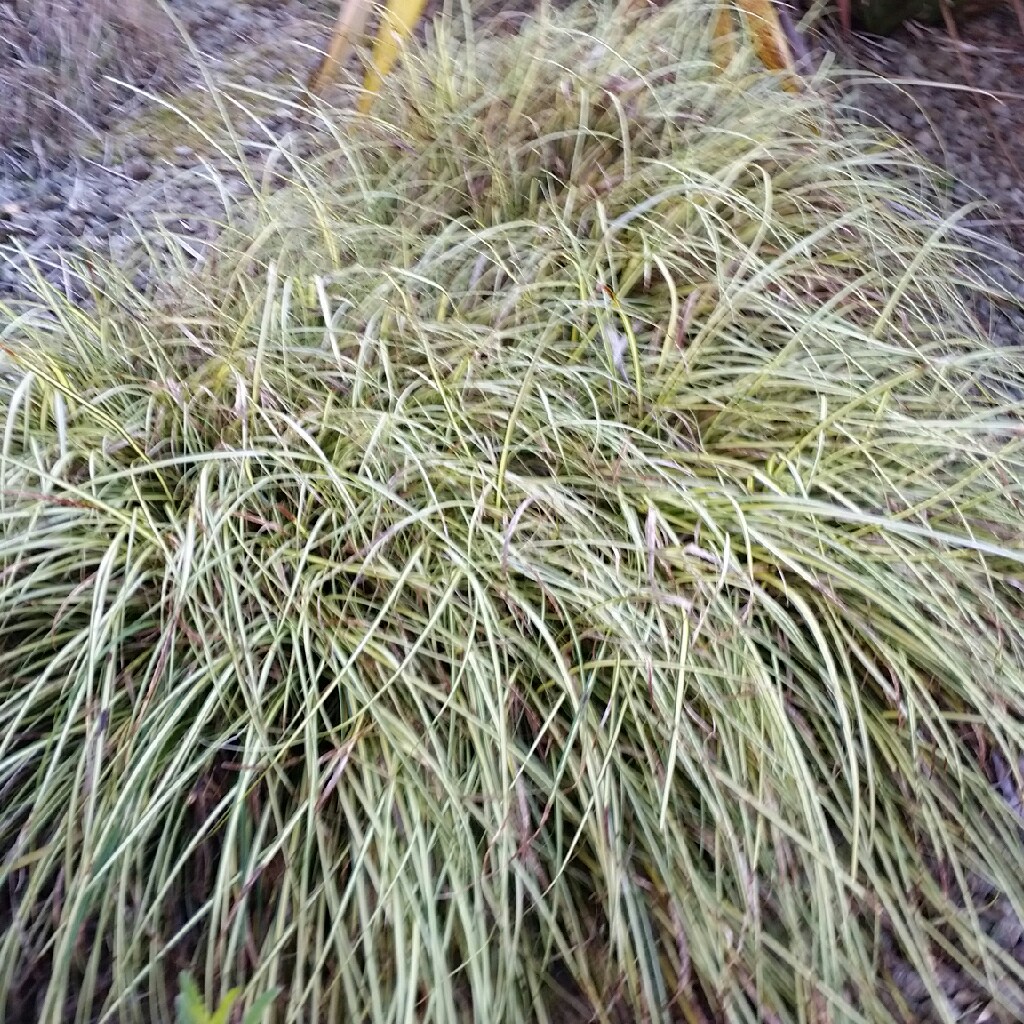Plant image Carex oshimensis 'Everest'