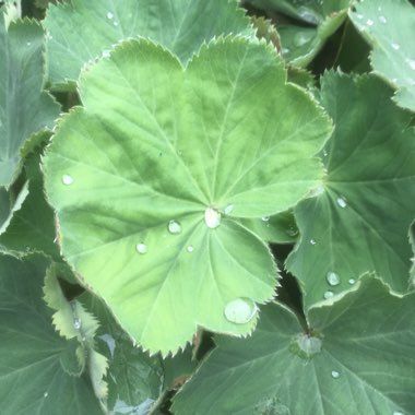 Alchemilla