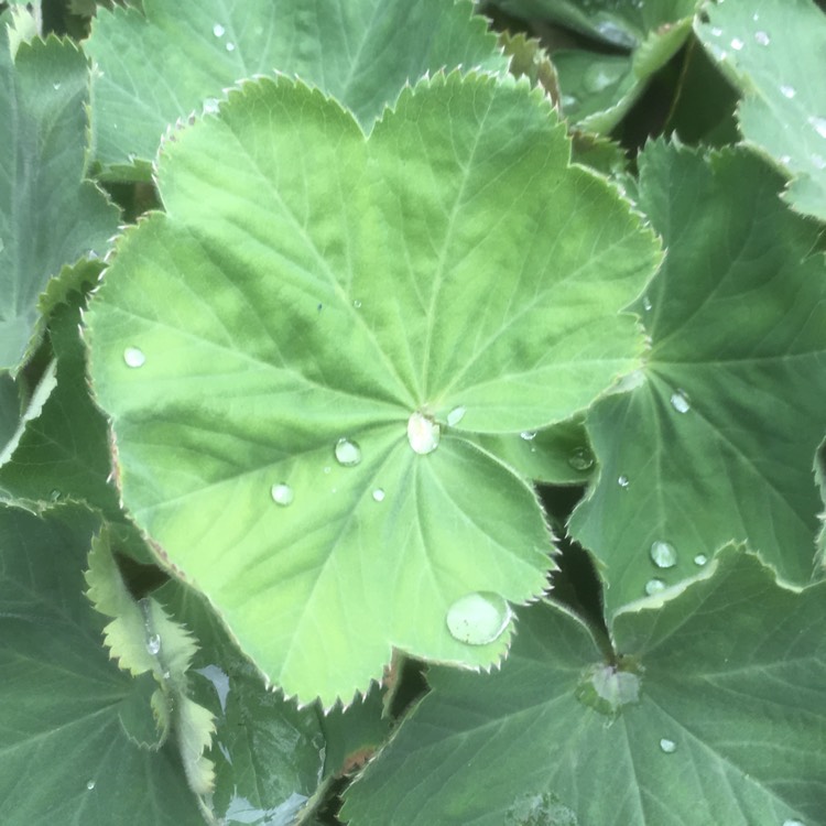 plant image 851978