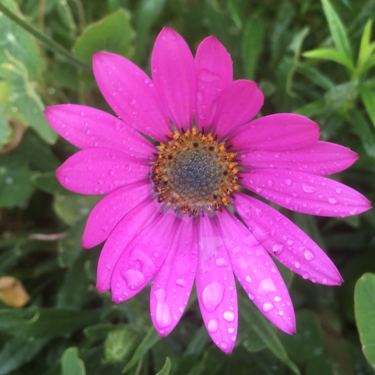 Plant image Osteospermum 'Jucundum'