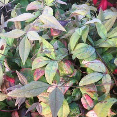 Nandina domestica 'Fire Power'