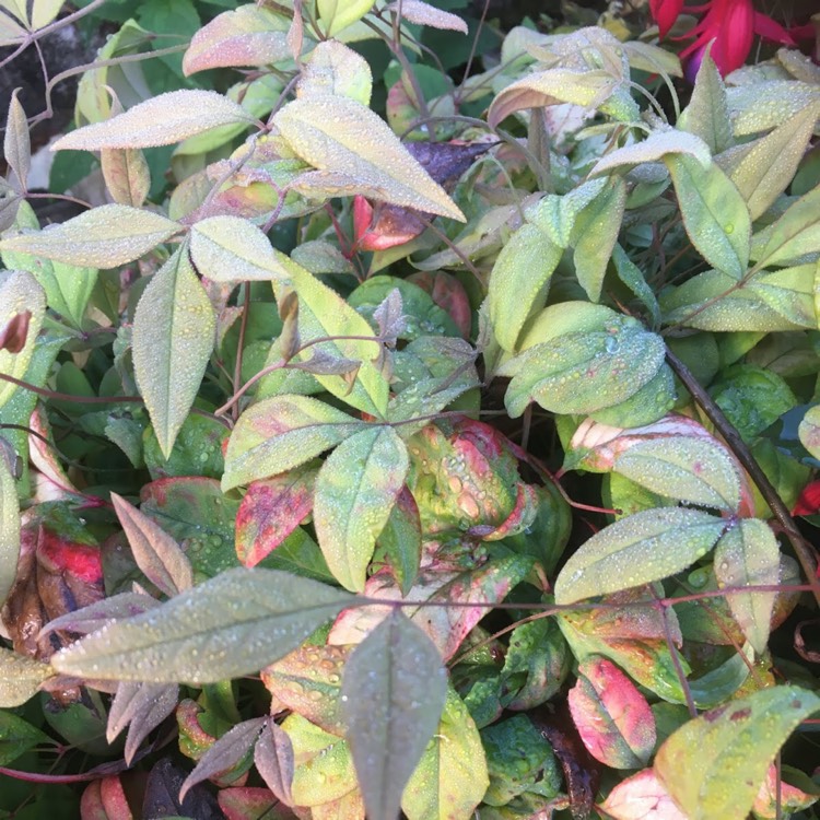plant image 892295