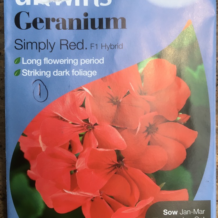 Plant image Pelargonium 'Simply Red'