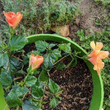 Hibiscus