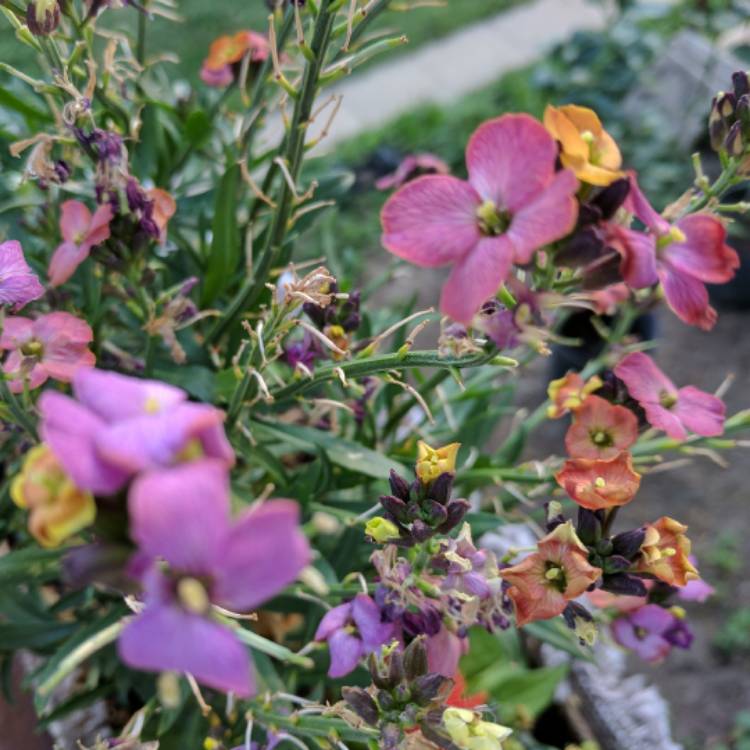 plant image 344584