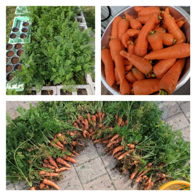 Plant image Daucus carota subsp. sativus 'Danvers 126'