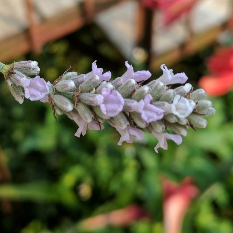 plant image 367306