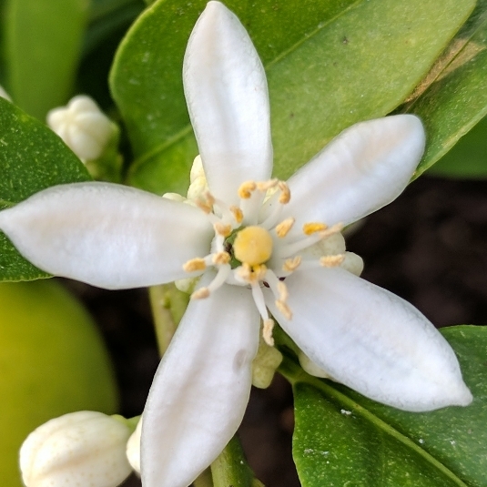 plant image 367325