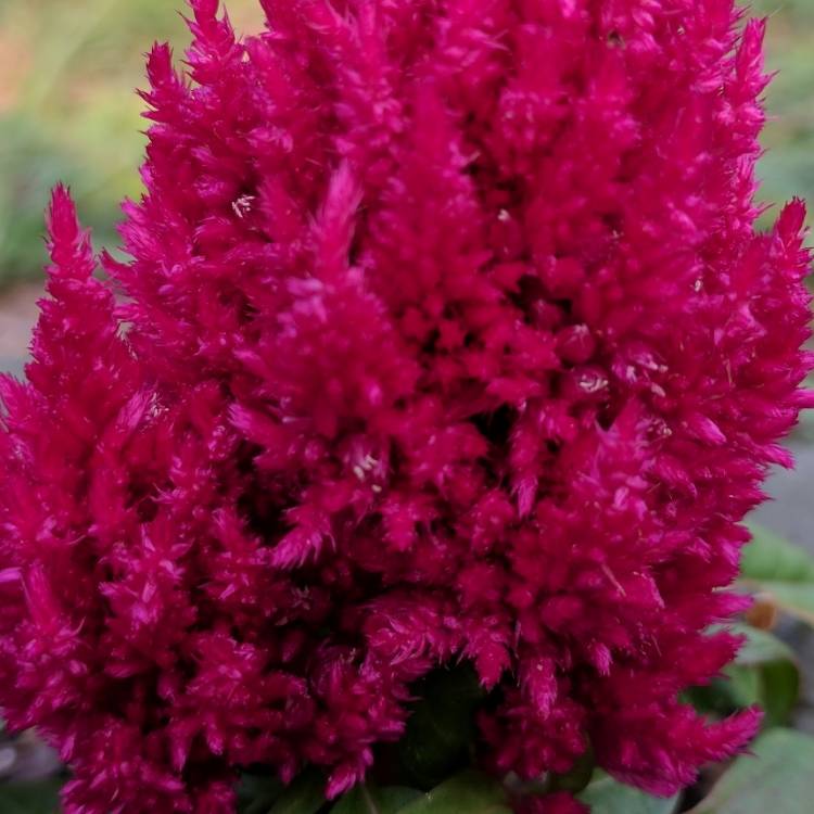 Plant image Celosia argentea plumosa