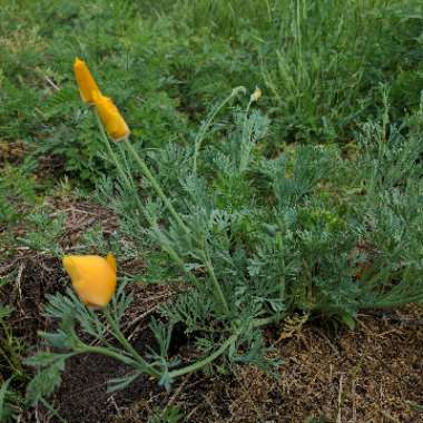 Eschscholzia californica