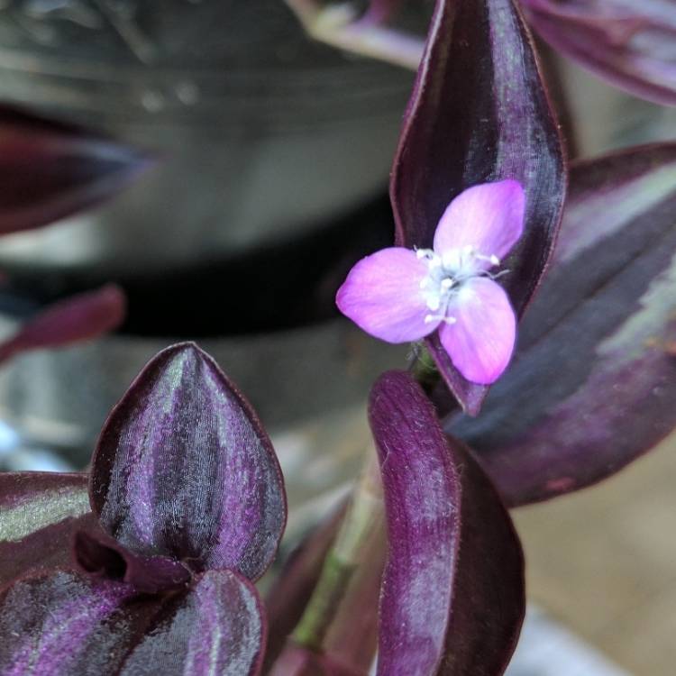 Plant image Tradescantia  'Houseplants'