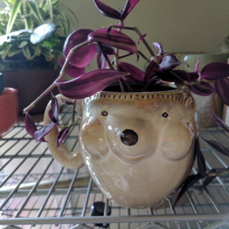 plant image 423329